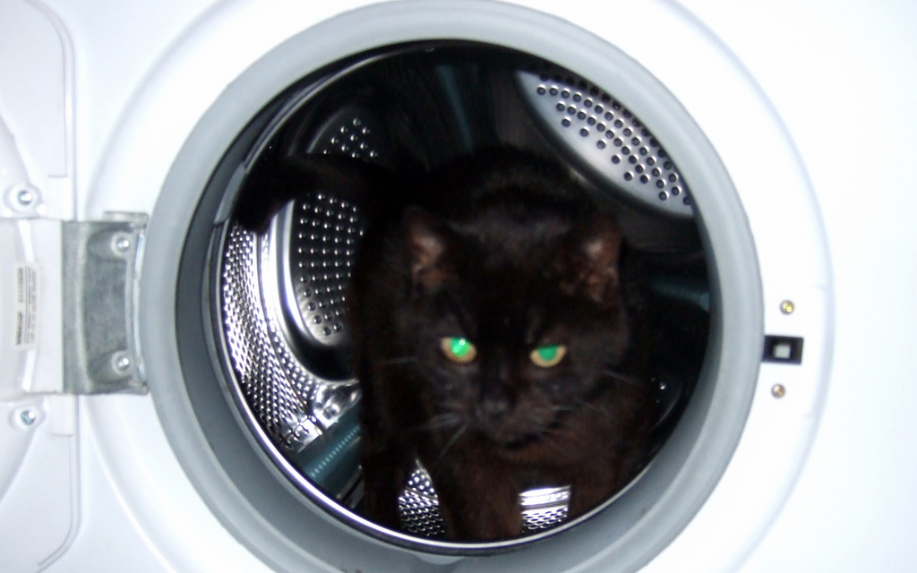 cat in dryer