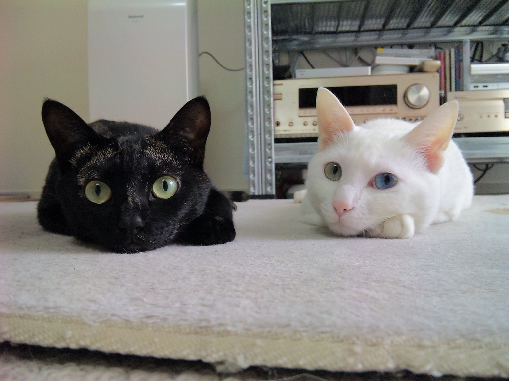 a black cat and a white cat