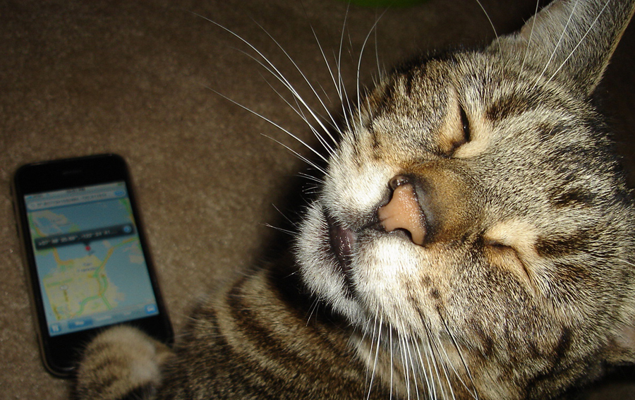 Sabdy the cat using a mobile phone